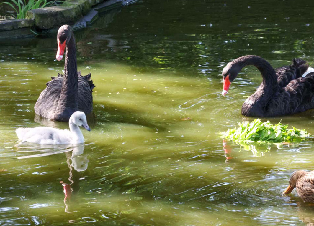 „Kuckucks“-Schwan im Kölner Zoo