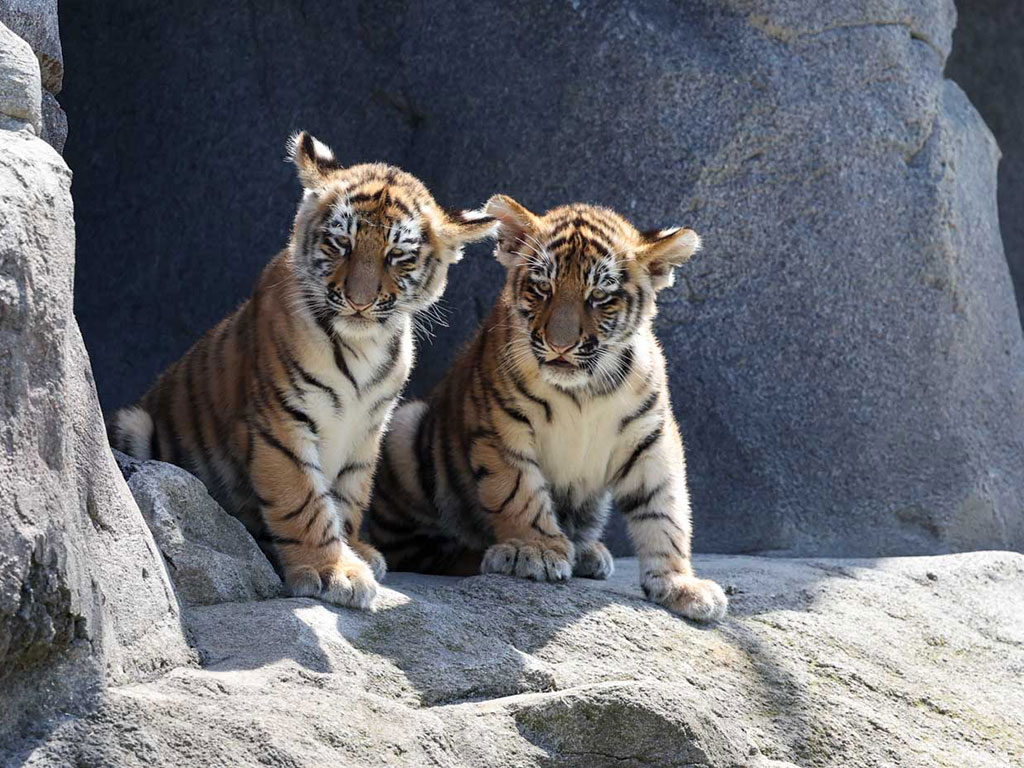 Die Tigerbabys sind los im Kölner Zoo